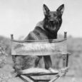 The adventures of Rin Tin Tin