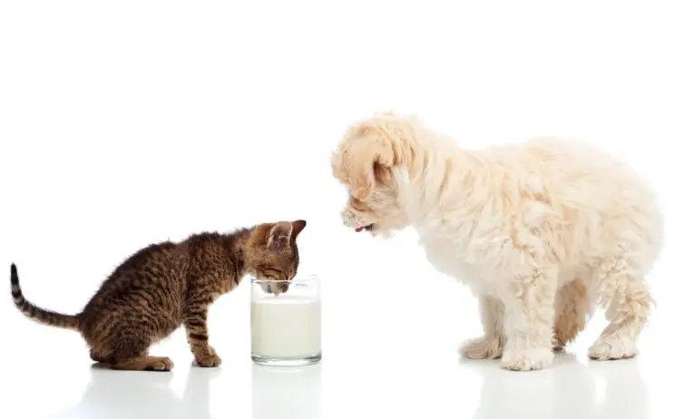 Why High-Quality Ingredients Matter for Your Pet’s Health